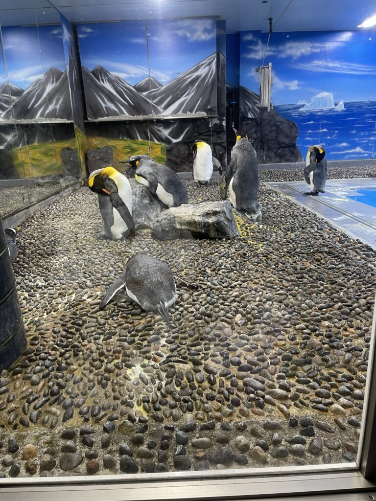 松島水族館　眠るペンギンたち